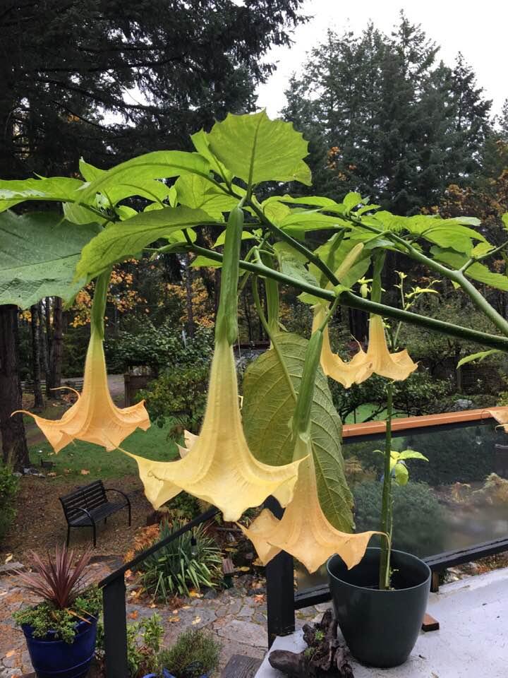 Late Fall and the Brugmansia is still blooming....such a great plant.
