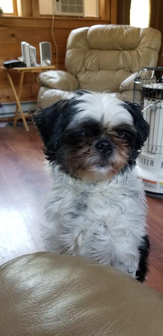 Happy dog day