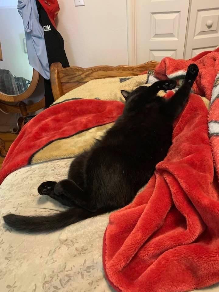 My wife’s cat relaxing prior to official sleep.
