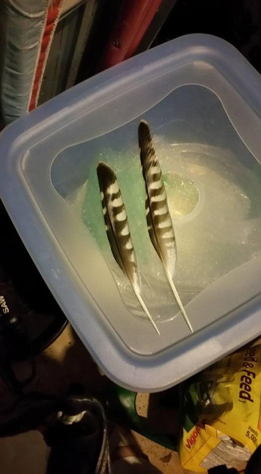 Found these beautiful feathers in our yard. Anyone know what bird they are from please. Large one is about 10 in. Long