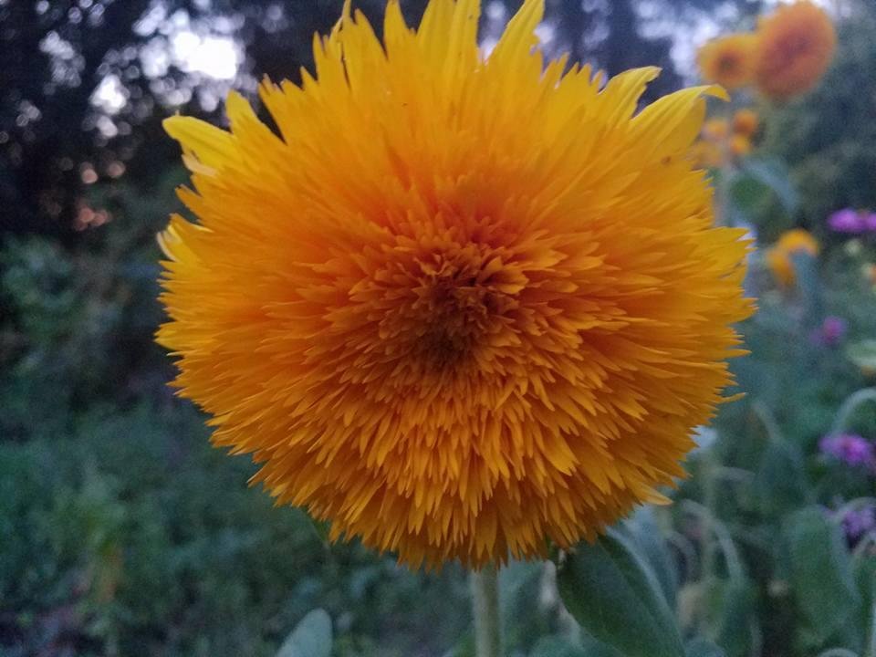 Dennis Nicholson's album, Mobile Uploads