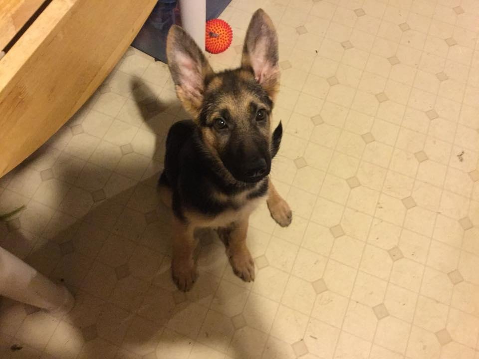 Here is Greta, the dog mentioned earlier.