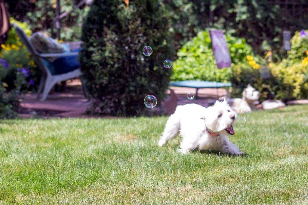 Emily chasing bubbles
