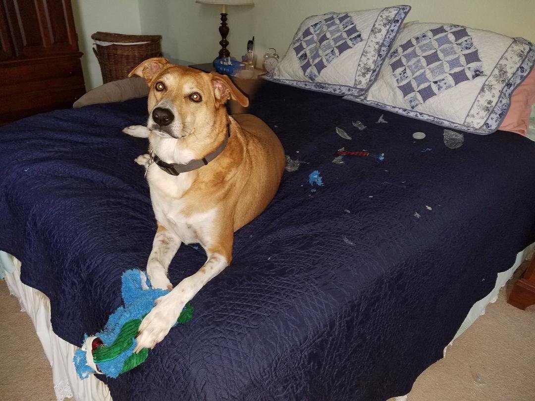 Blaze got a new toy 10 minutes ago.