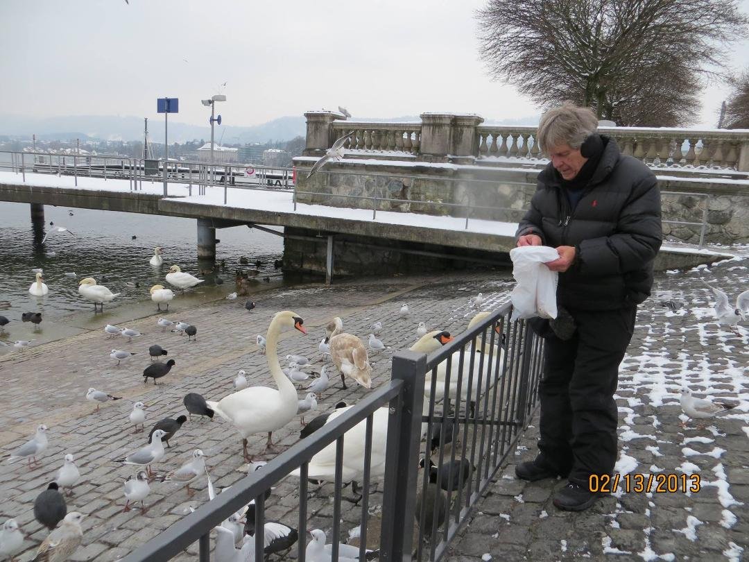The swan can throw a Gull about 10 feet> LOL