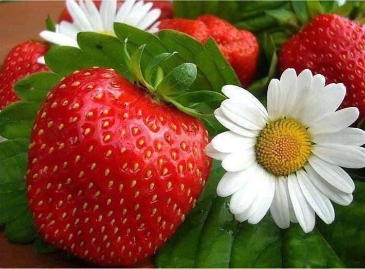 Strawberry season