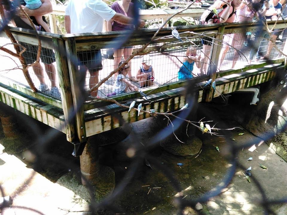 Children feeding birds at Ft Worth zoo. I love birds!!