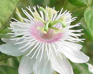 My flower is Passion Flower: