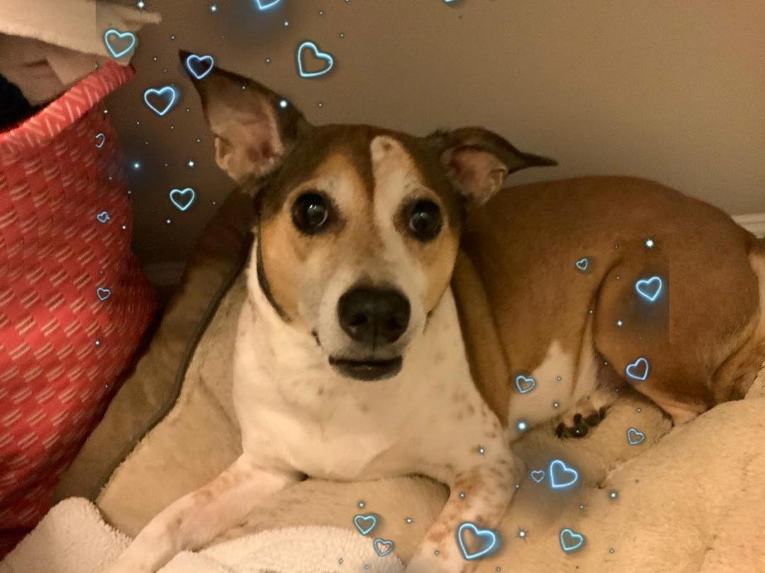 Curious what you all think...... My dog Rambo 10 yrs, nervous dog - Fireworks, thunderstorms get him licking a spot on his paw until he hits flesh. This time it got infected & was prescribed antibiotics. It’s healed & mende
