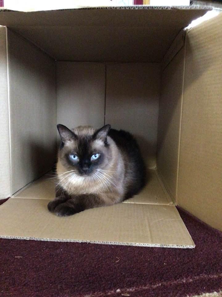 Chocolate in a box.
