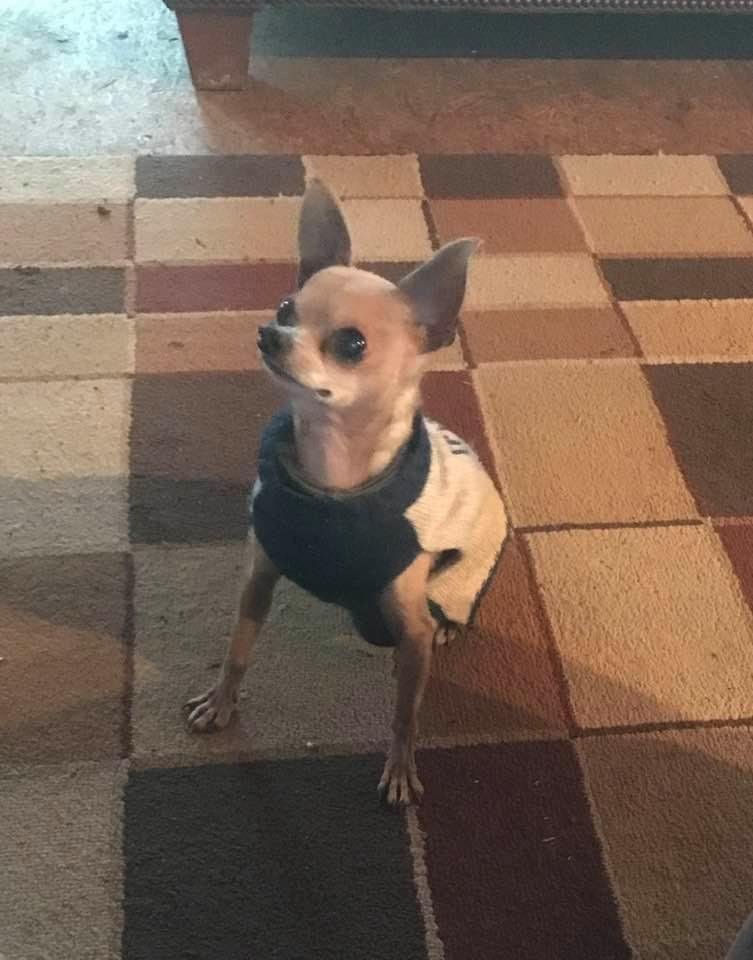 Just a chihuahua in a sweater