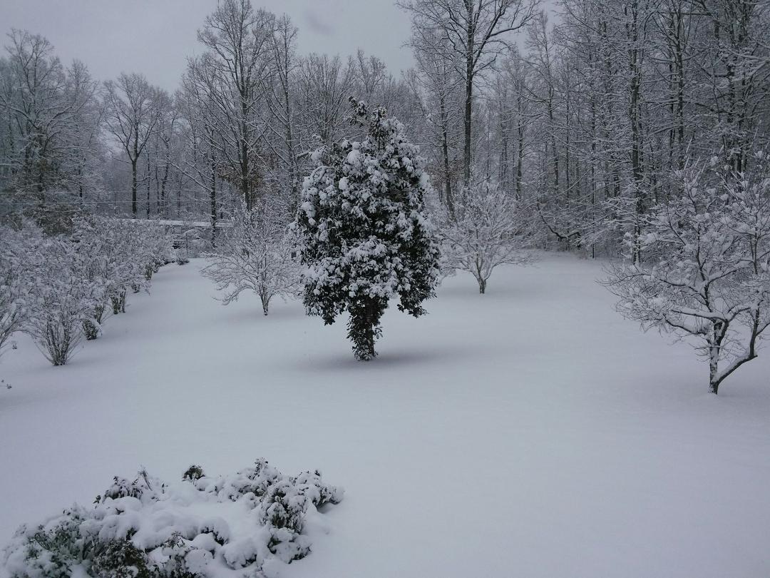frontyard.