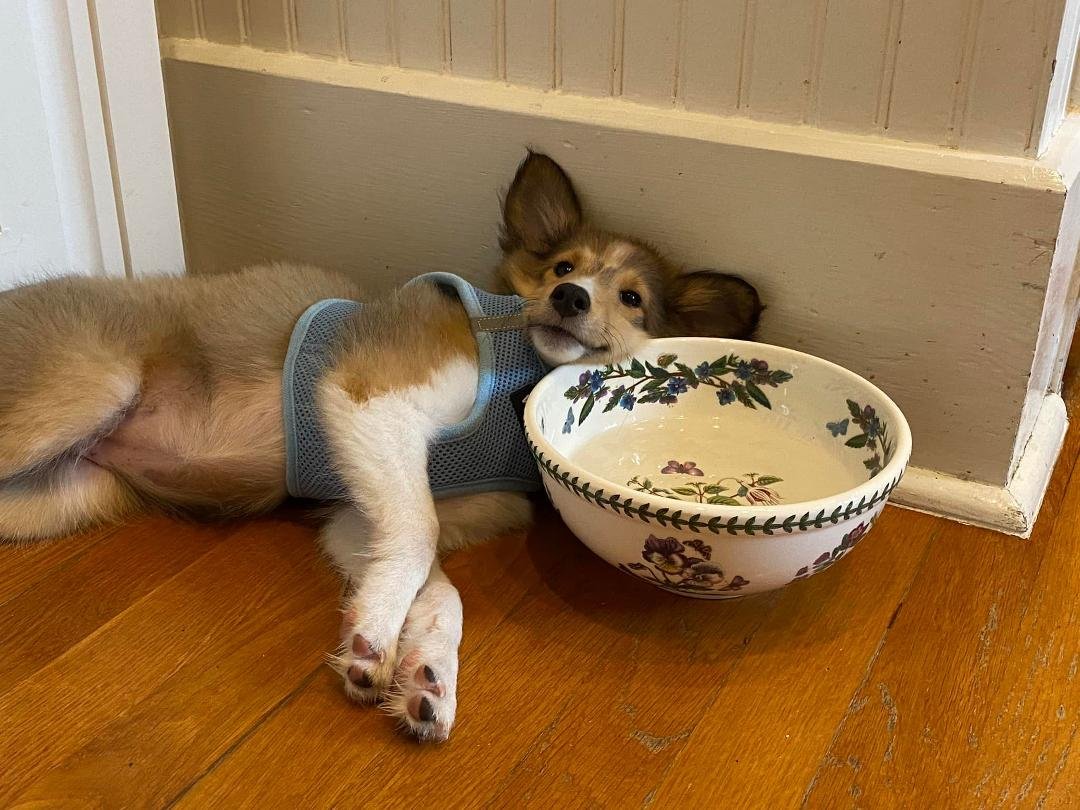 Sleeping with your water bowl. … It’s a good thing. #AstridSkye