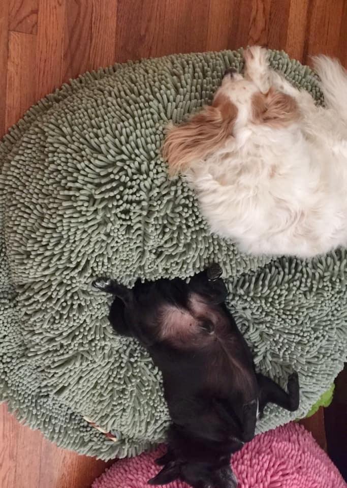 Morning nap!