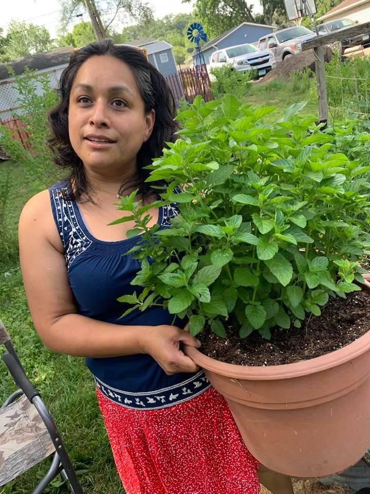 Mexican stilling my mint plant.