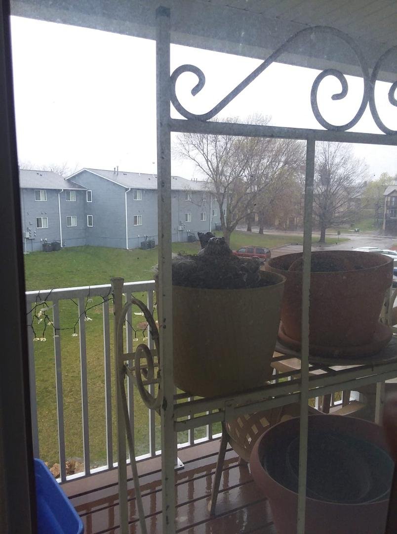 Mama robin minding her eggs on our balcony