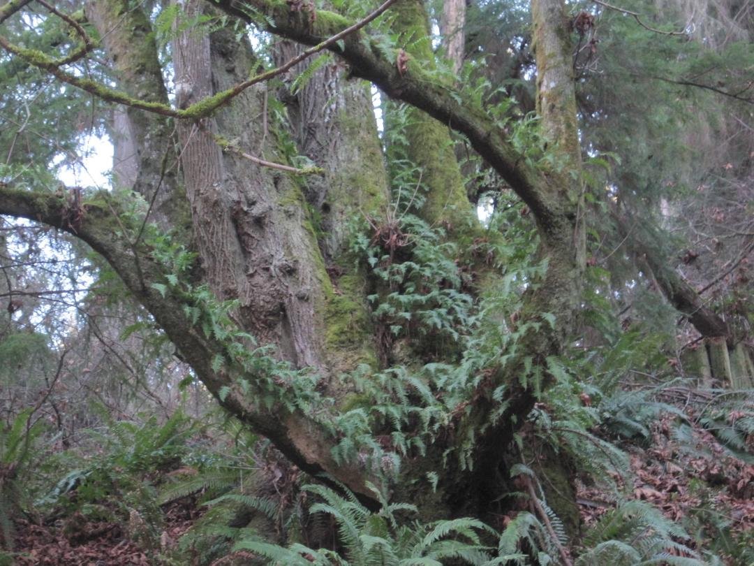 Another piece of my adventure at Seahurst Park was walking up in the forested hill. I was walking along a small stream when something tickled me to think about Elementals. That tickle said that up in this area where a l