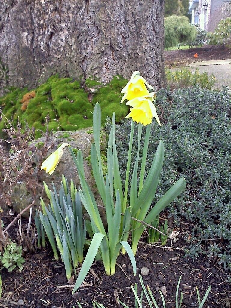 Spring in Oregon on February 1!