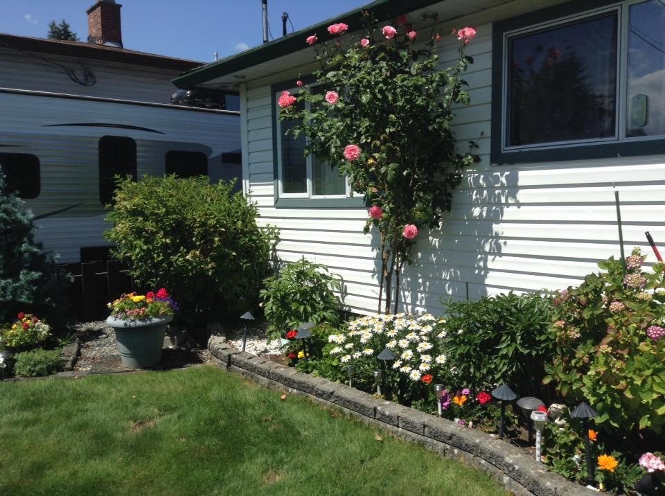 Time to prune that rose bush back yet again. It came from My great grandmothers garden on the family farm on Maki Rd so over 60 years old as are the 3 peony bushes