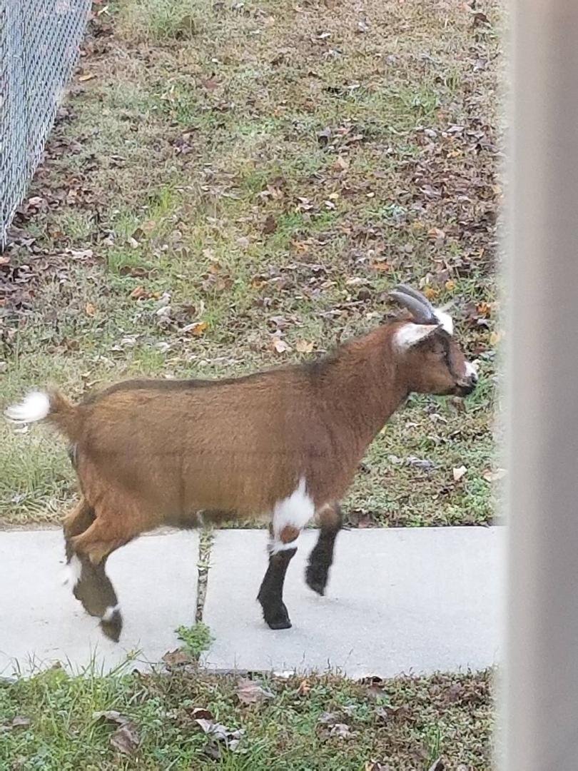 In my back yard this morning right outside my kitchen window. I wondered what the dogs were all bent out of shape about! Only in Sussex County Virginia! :-)