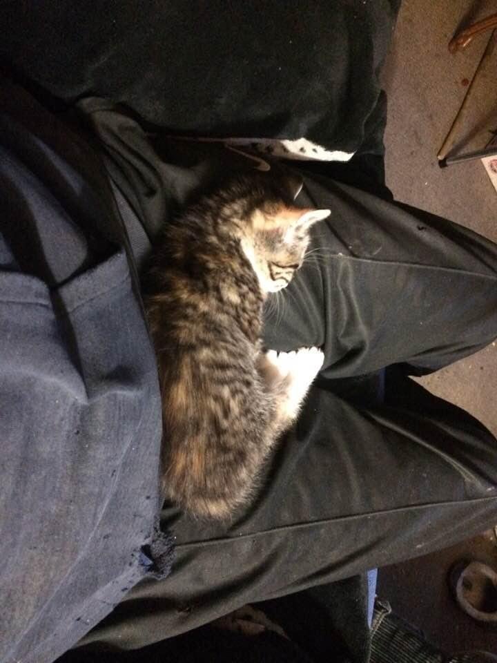Not sure why but I make one good cat cushion