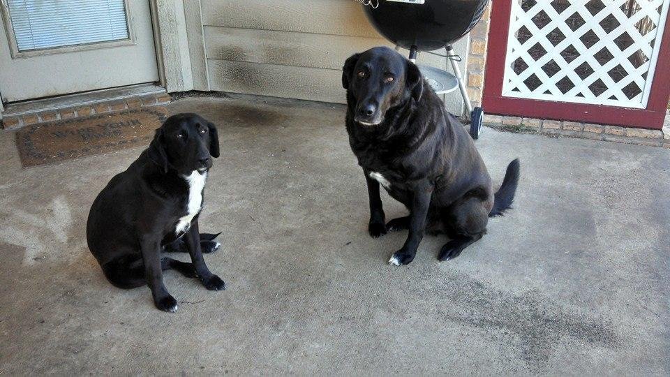 Hi there!  Our Sadie the little one escaped from our yard today around 3:00 pm and Rick has been driving around town looking for her. If you find her please message me. Than you!