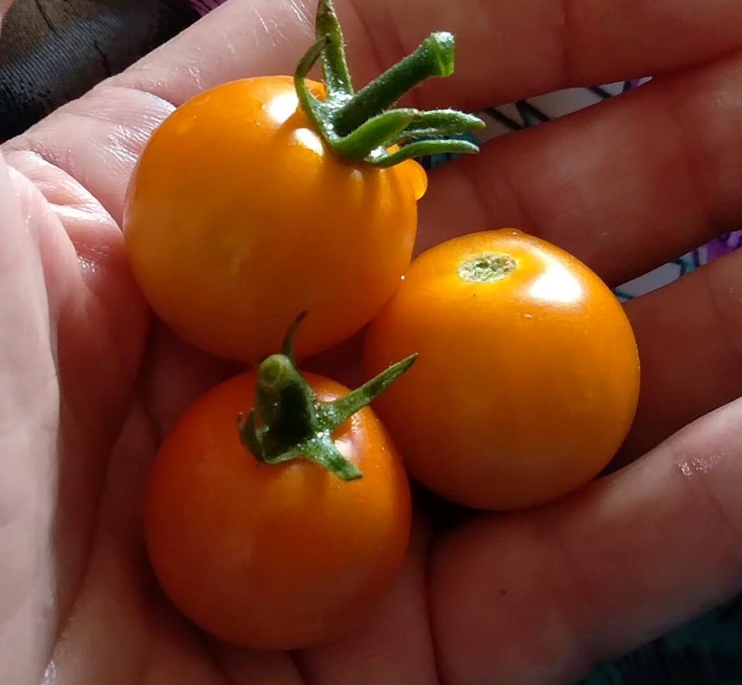 My "first fruits" this year.  Nothing yet on the peppers or eggplants, but there are lots more yellow cherry tomatoes on the plant. The Early Girl tomato is loaded up with fruit, too, (green, but LOTS) and I have 6 paste to
