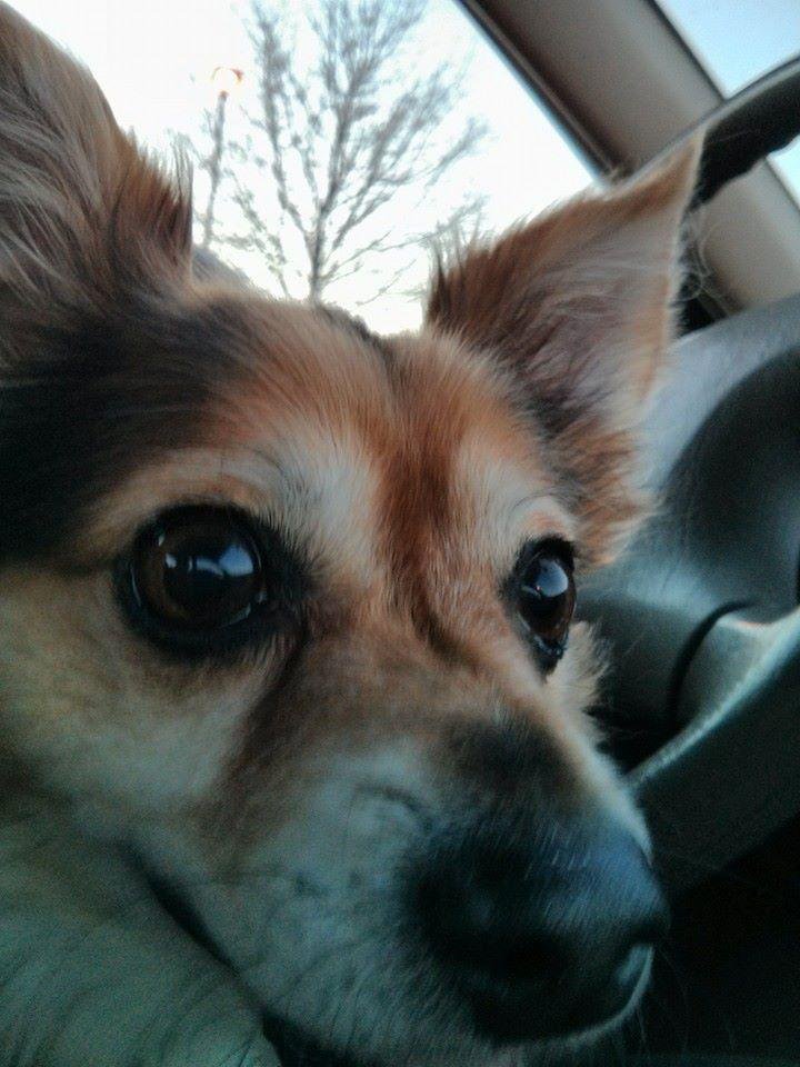 Here is the newest member of the family toby