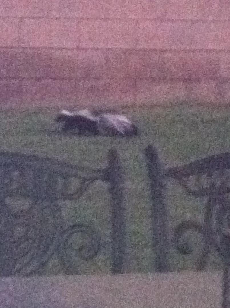 My little friend was early tonite. Wasn't even dark yet!!