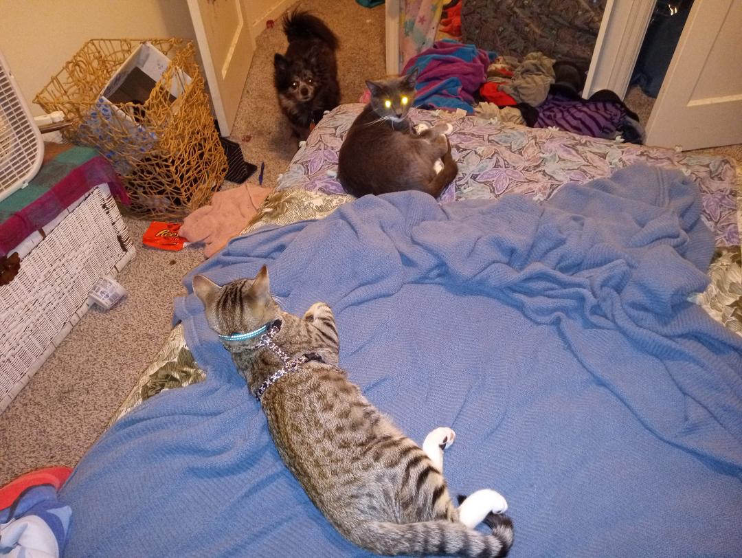 My fur babies. Herqules, who turns 7 TODAY, my cat bit bit & my foster kitten mr. 1 minutes they spend all day curled up on save bed...nxt thing u know she is hissing scratching & WANTING NOTHING TO DO WITH HIM!!Having Mr a