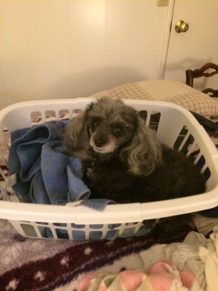 Cookie helping with laundry