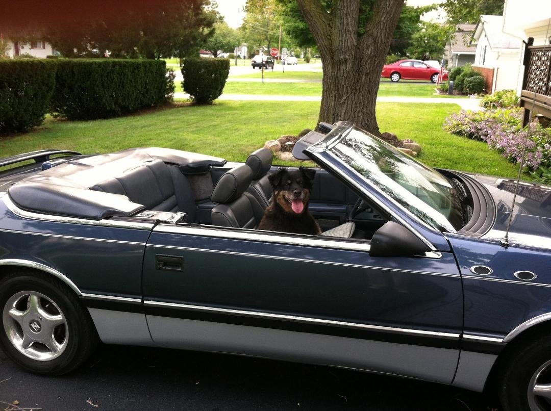 Roxy & the ragtop