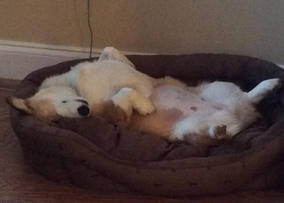 Highs in the 70's exhausted the dog. You can just barely see her eye below her mouth on her upside down head.