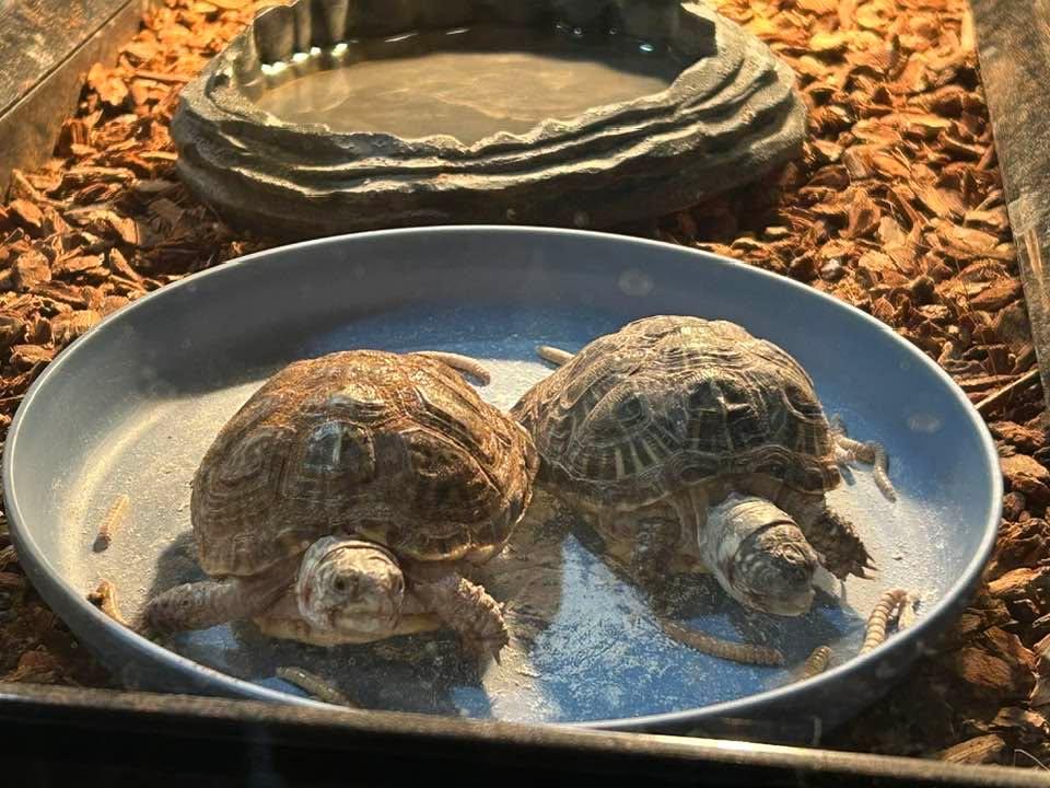 Two brothers having lunch together