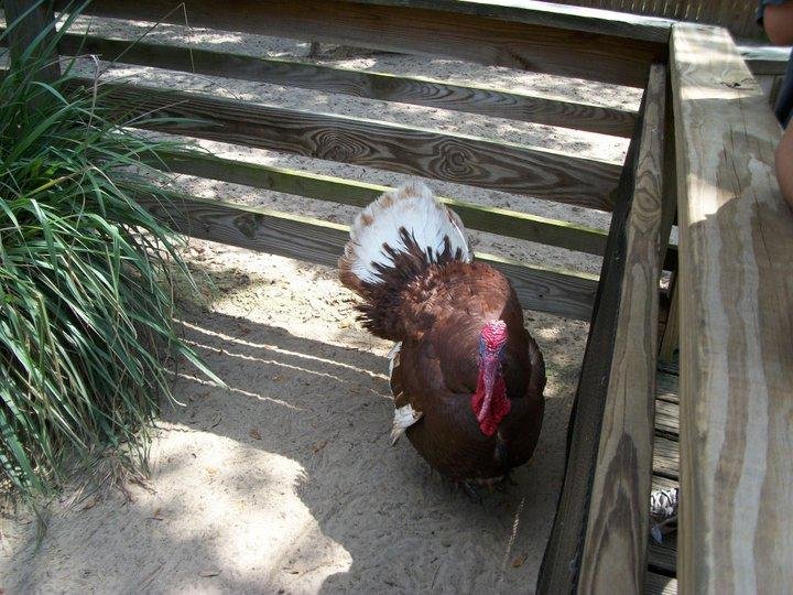 Nancy Riley's album, Zoo 4-10-11