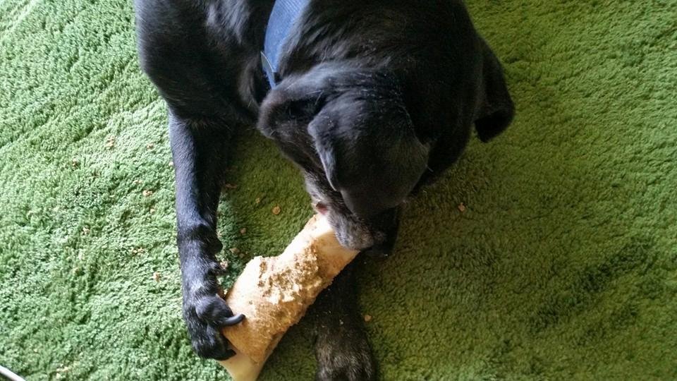 "My brother Carl Berner is the best. Look at the great bone he got me. Beef bone stuffed with peanut butter. YUM."
