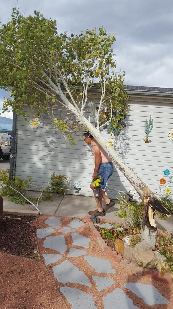 Poor tree.Poor Gene,he just got out of shower.
