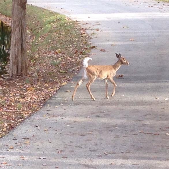 Saw this little guy leaving work today