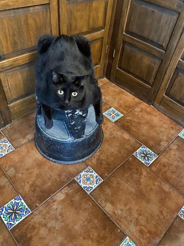 Layla….just hanging around the kitchen, hoping for some food