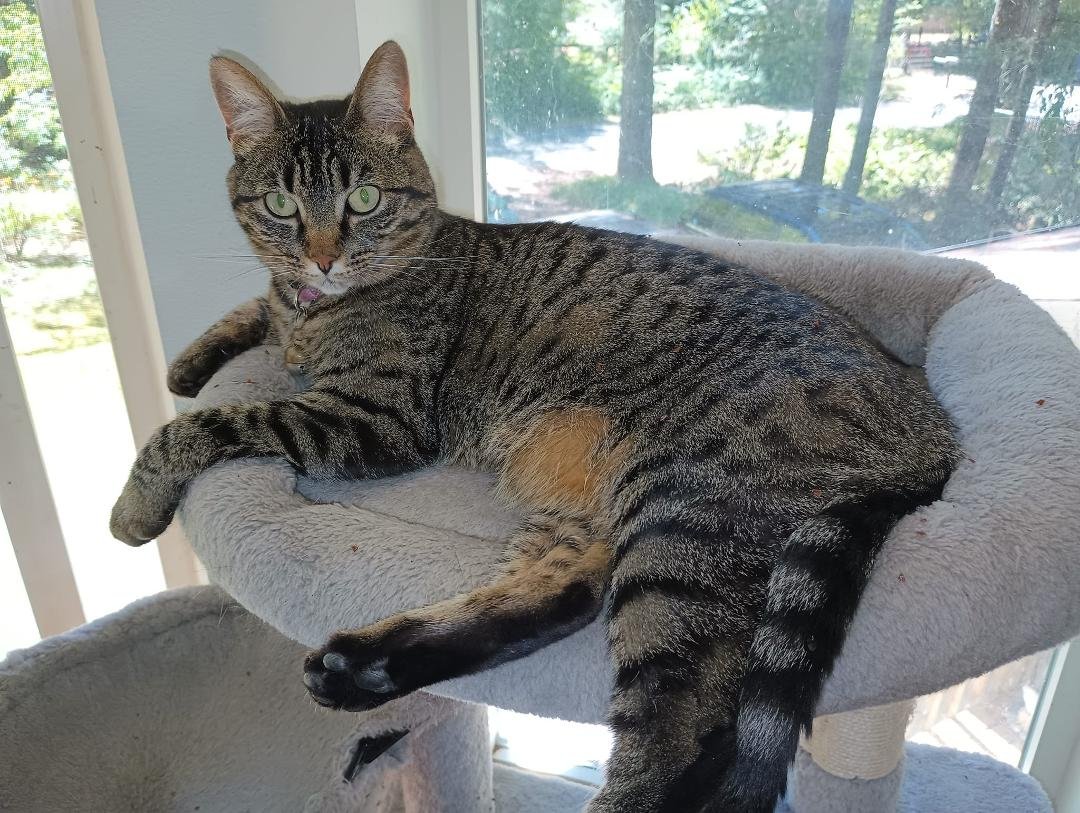 Meet Zara. She will be 2 years old on August 1. She pretty much runs the house. Wakes me up at sunrise (5ish). Demands breakfast then outdoors she goes to roam her garden. She is in & out all day. Takes a nap 2-4. Returns b