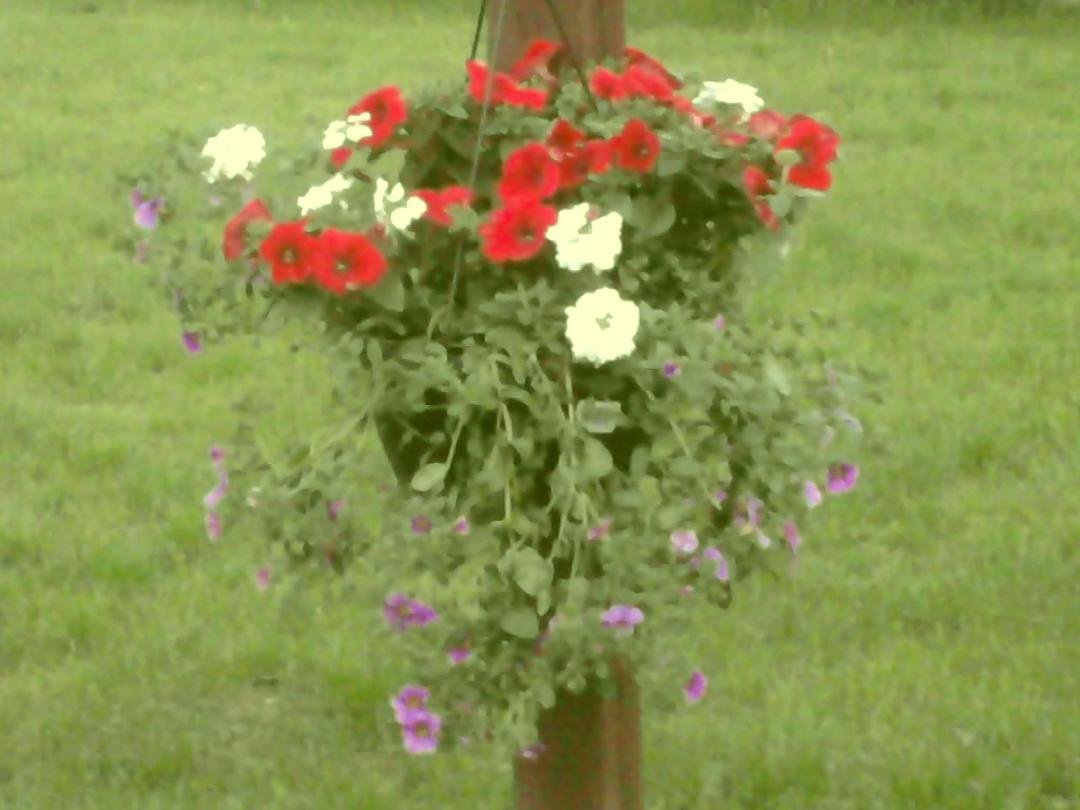 Flowers took to a friends mums