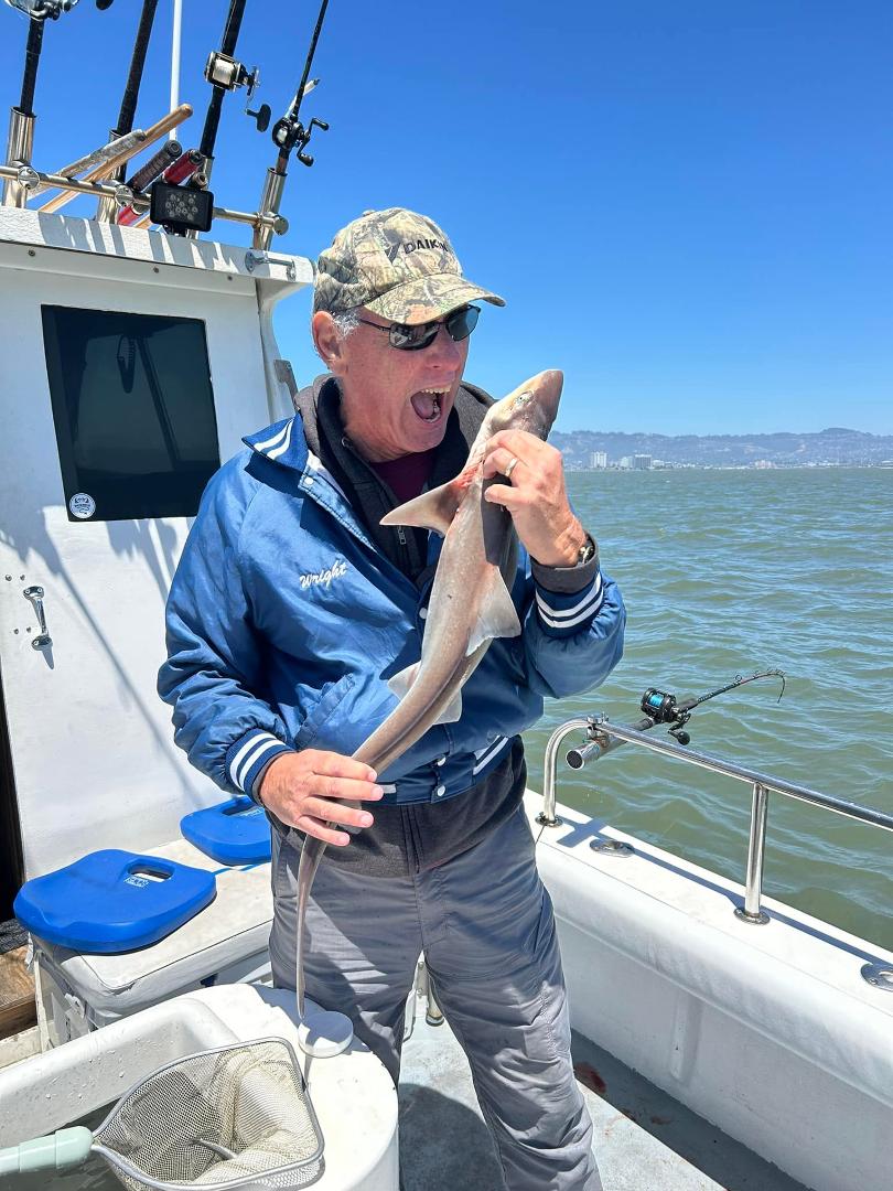 Smooth brown shark