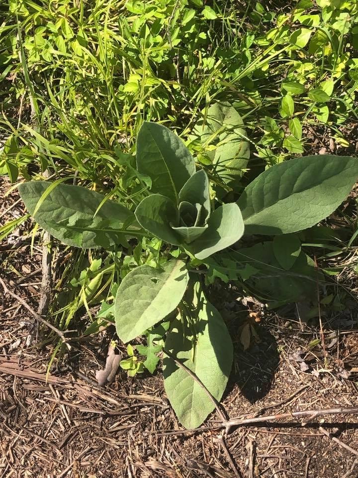 I have no idea what plant this is, but there are quite a few of them.
