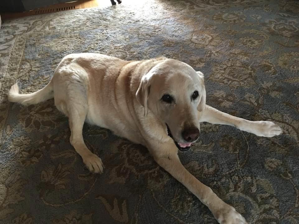 Happy birthday to this old guy. 15 years old today and still the GDOAT. Happy birthday Conan, I hope we have a few more.
