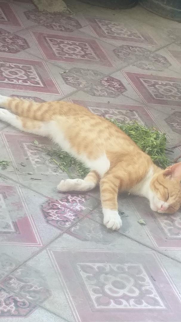 Too much weed Guys.... does this to ya....