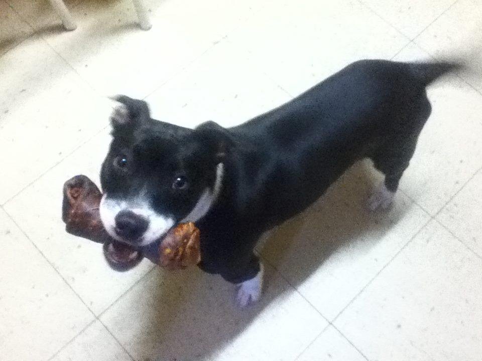 didin found a homeless puppy'he calls hime mono spanish for doll.