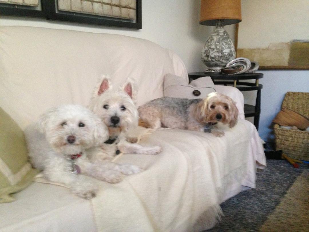 HAPPY DOG DAY
LOLA DUNCAN BENTLEY