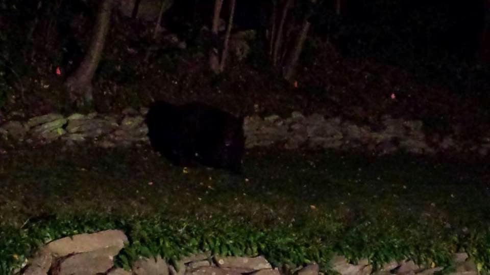 The bear 24 Sep '16 Woodbury rd