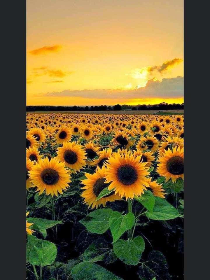 Tamra Allen's album, Timeline Photos