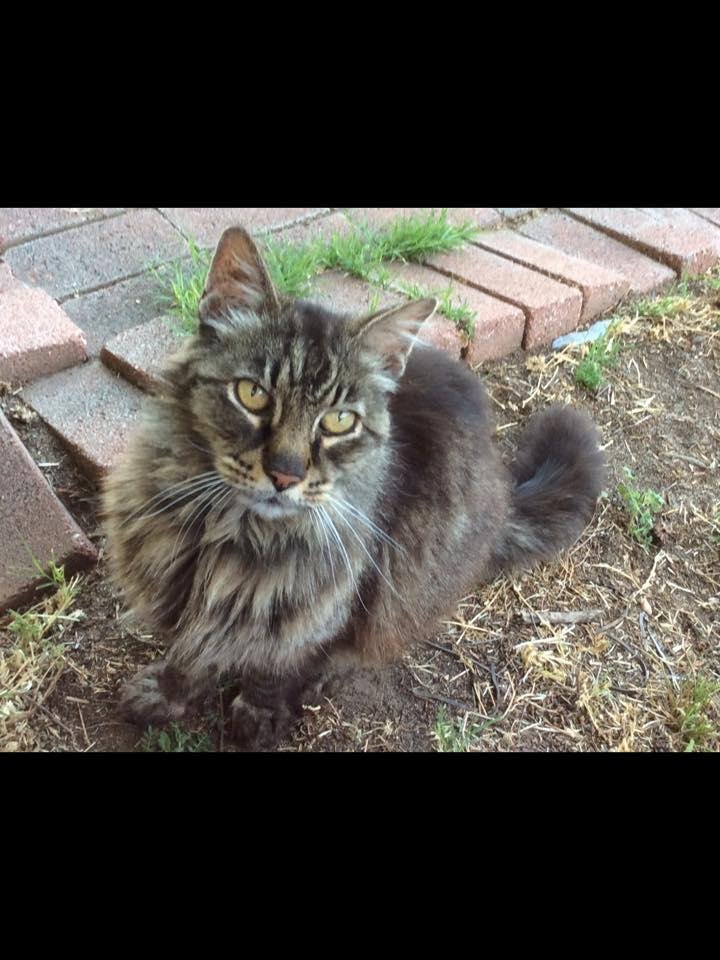 My wonderful cat/dog(Asher) is scampering in heaven tonight.  What a wonderful blessing he has been.  18Years💙💙💙